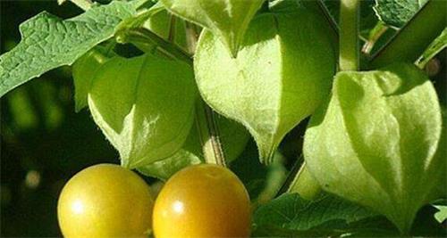 多次人流会致乳腺增生 要警惕乳腺增生三大信号【beat365亚洲体育官方网站】