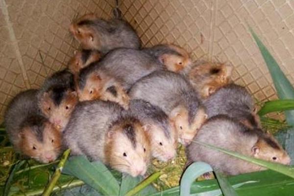 “beat365亚洲体育官方网站”米勒评价IG世界赛 上限下限差距很大不稳定(图2) beat·365