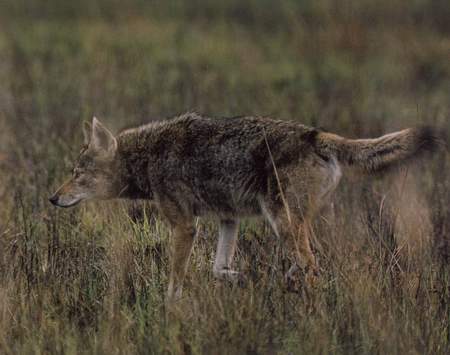 【beat·365】八强大战IG对决GRF 做好三点获胜机会很大