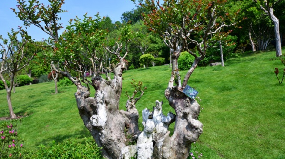 因发现一例疑似新冠病例 LEC赛区紧急停赛【beat365官网】(图1) beat·365